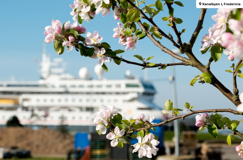 Billede af krydstogtskib