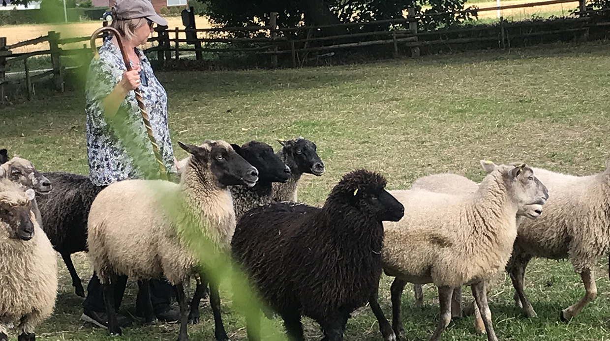 Fårehyrden Dicte træner med sine hunde med at hyrde fårene