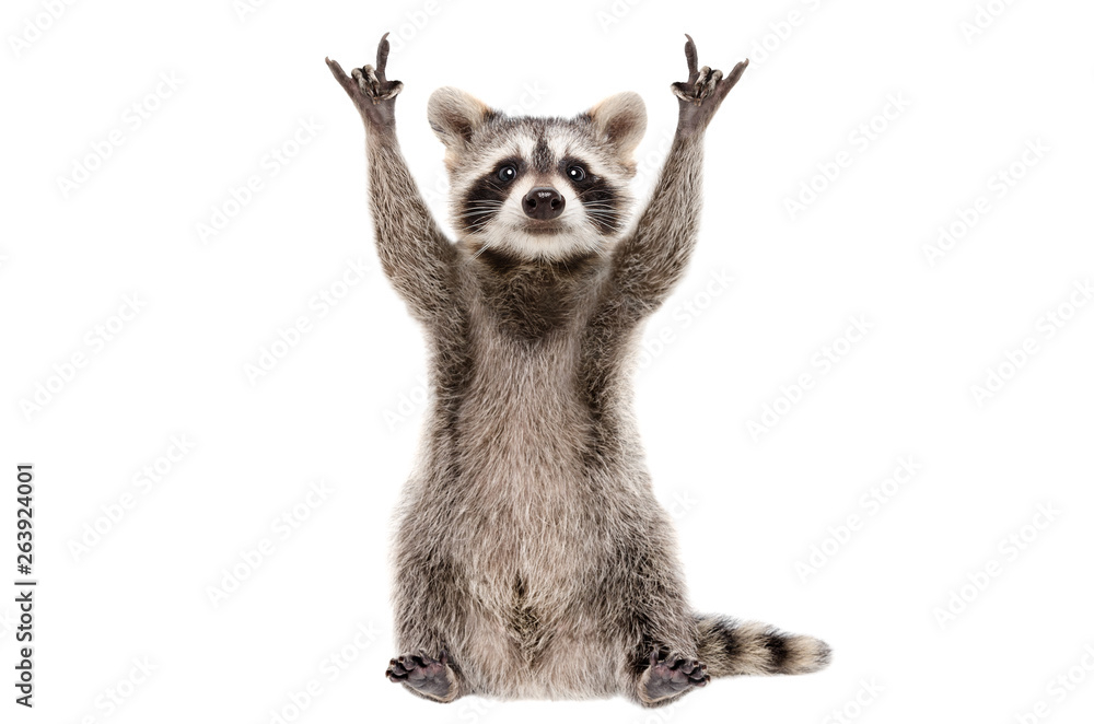 Billede af vaskebjørn