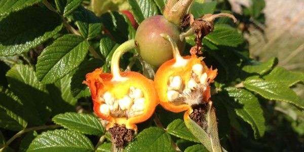 Rynket rose