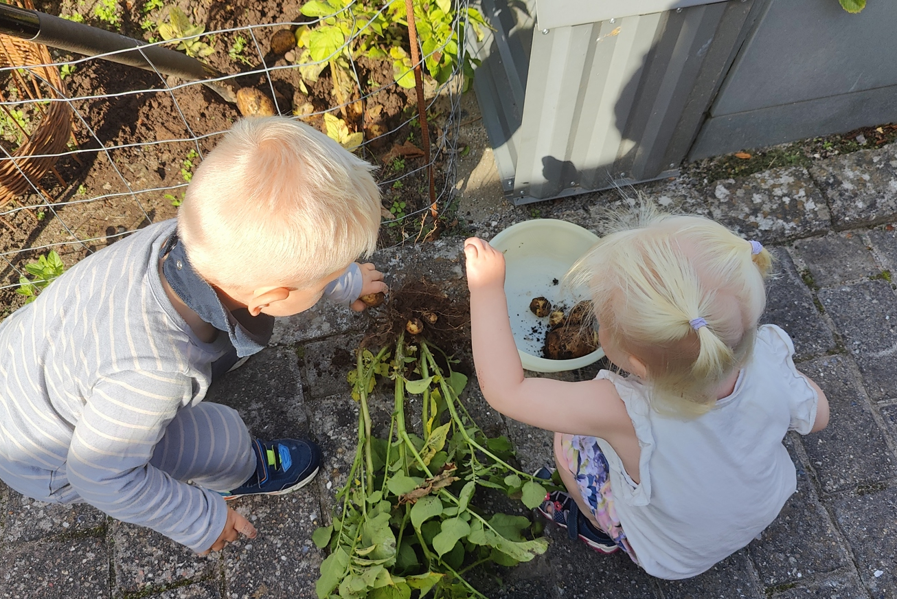 billede af børn der samler kartofler