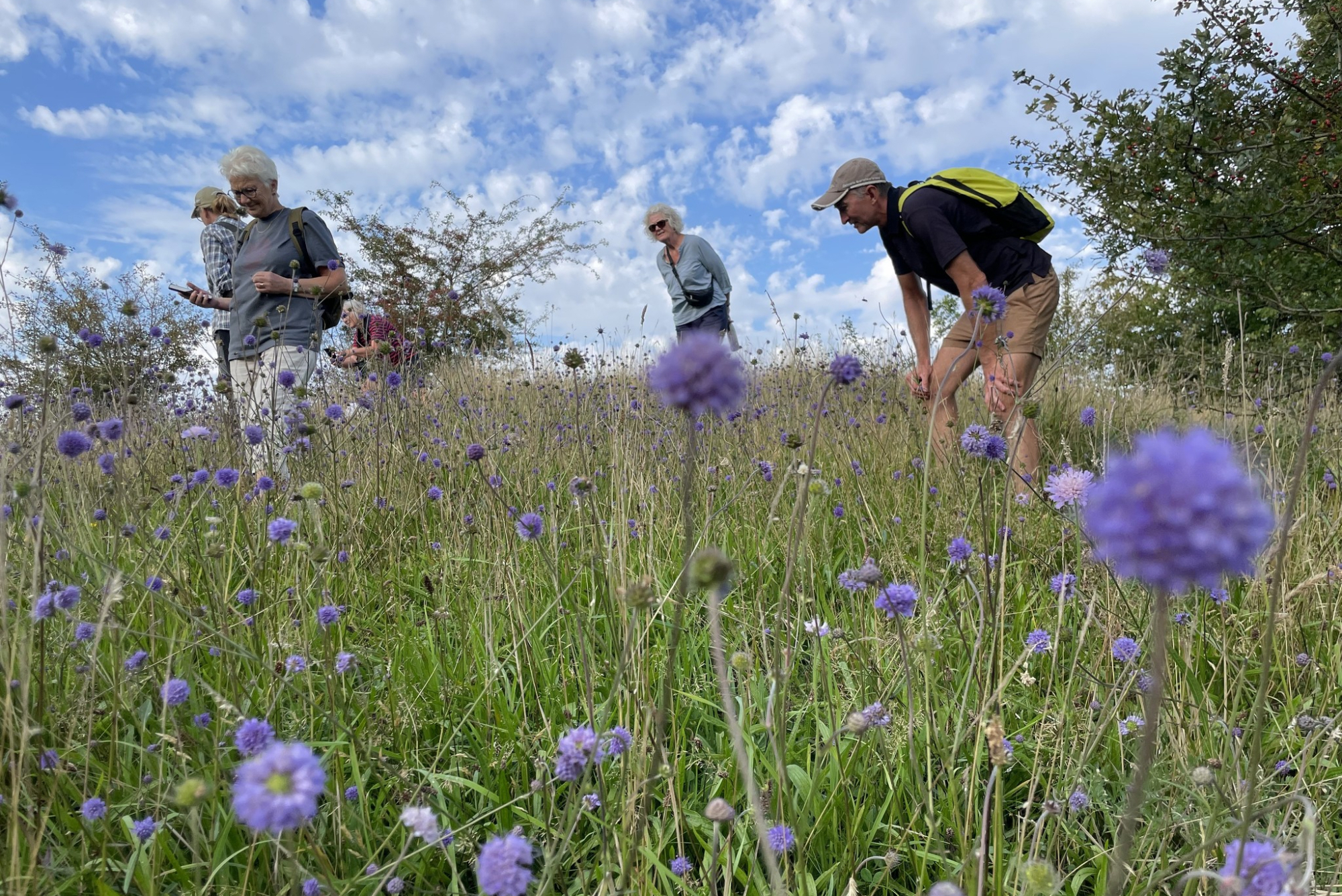 Indsamling af vilde frø